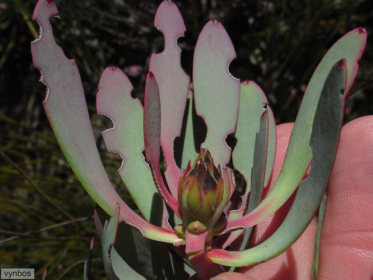 Red-edge conebush: Red-edge Conebush