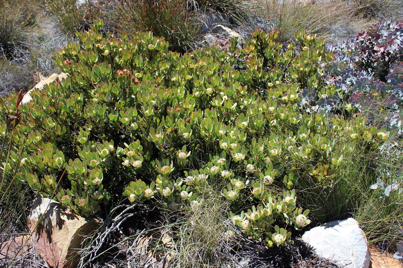 Red-edge conebush: Red-edge Conebush