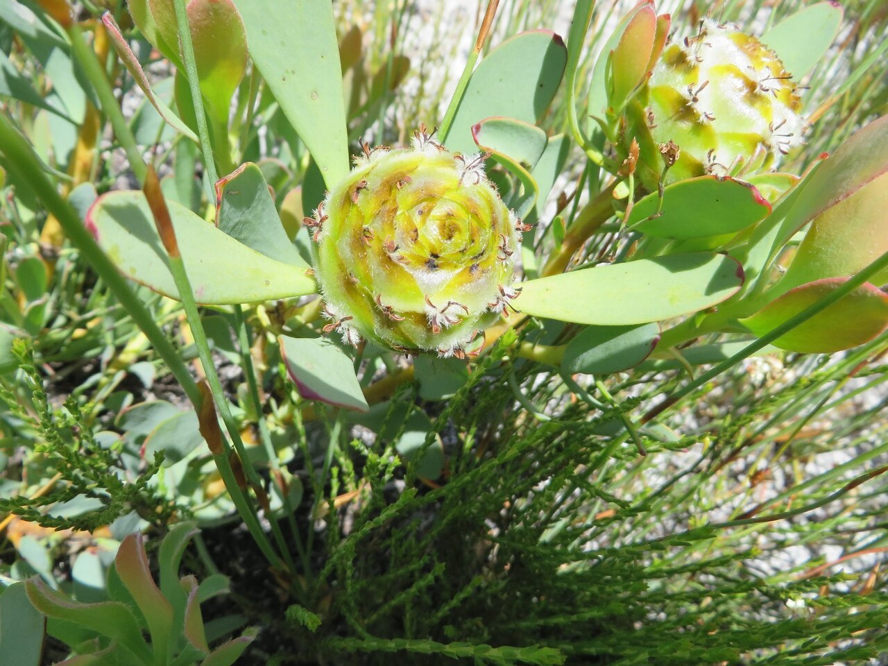 Red-edge conebush: Red-edge Conebush