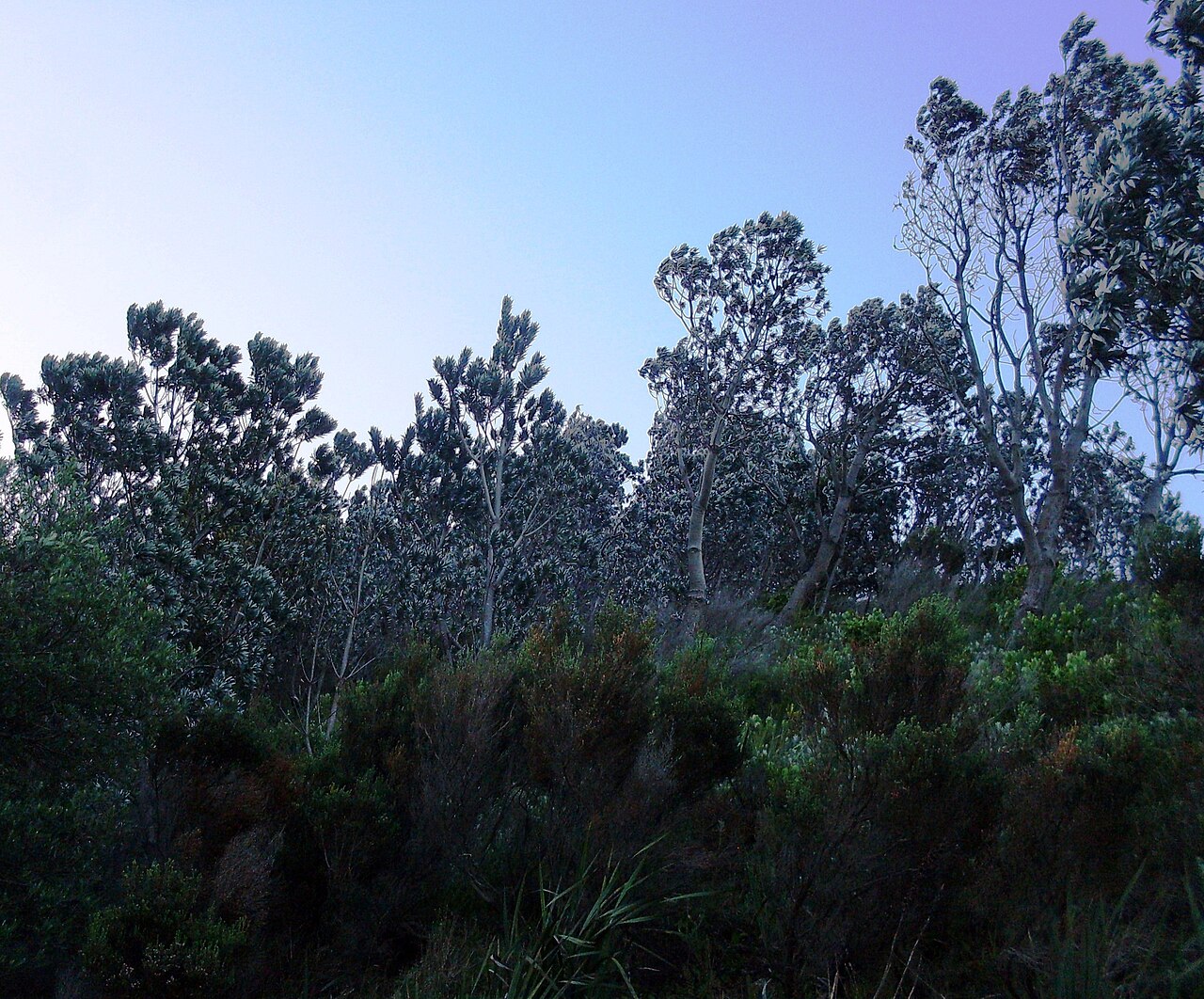 Silver tree: Silvertree forest in Cape Town.