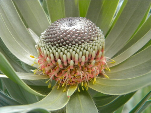 Silver tree (Leucadendron argenteum)