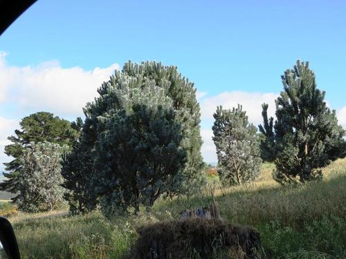 Silver tree (Leucadendron argenteum)