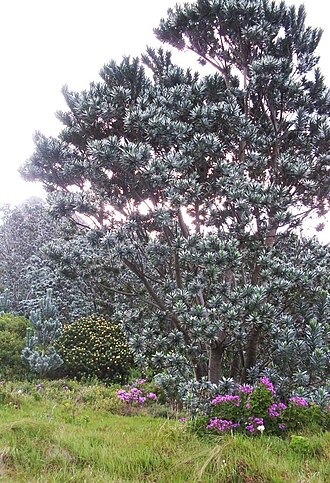 Silver tree: Leucadendron argenteum. Cape Town Silvertree. Endemic proteoid of Table Mountain.