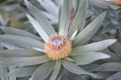 Silver tree (Leucadendron argenteum)