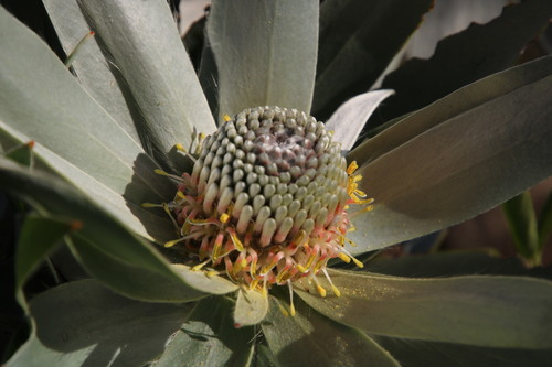 Silver tree (Leucadendron argenteum)