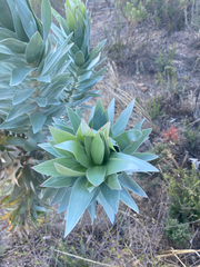 Silver tree (Leucadendron argenteum)