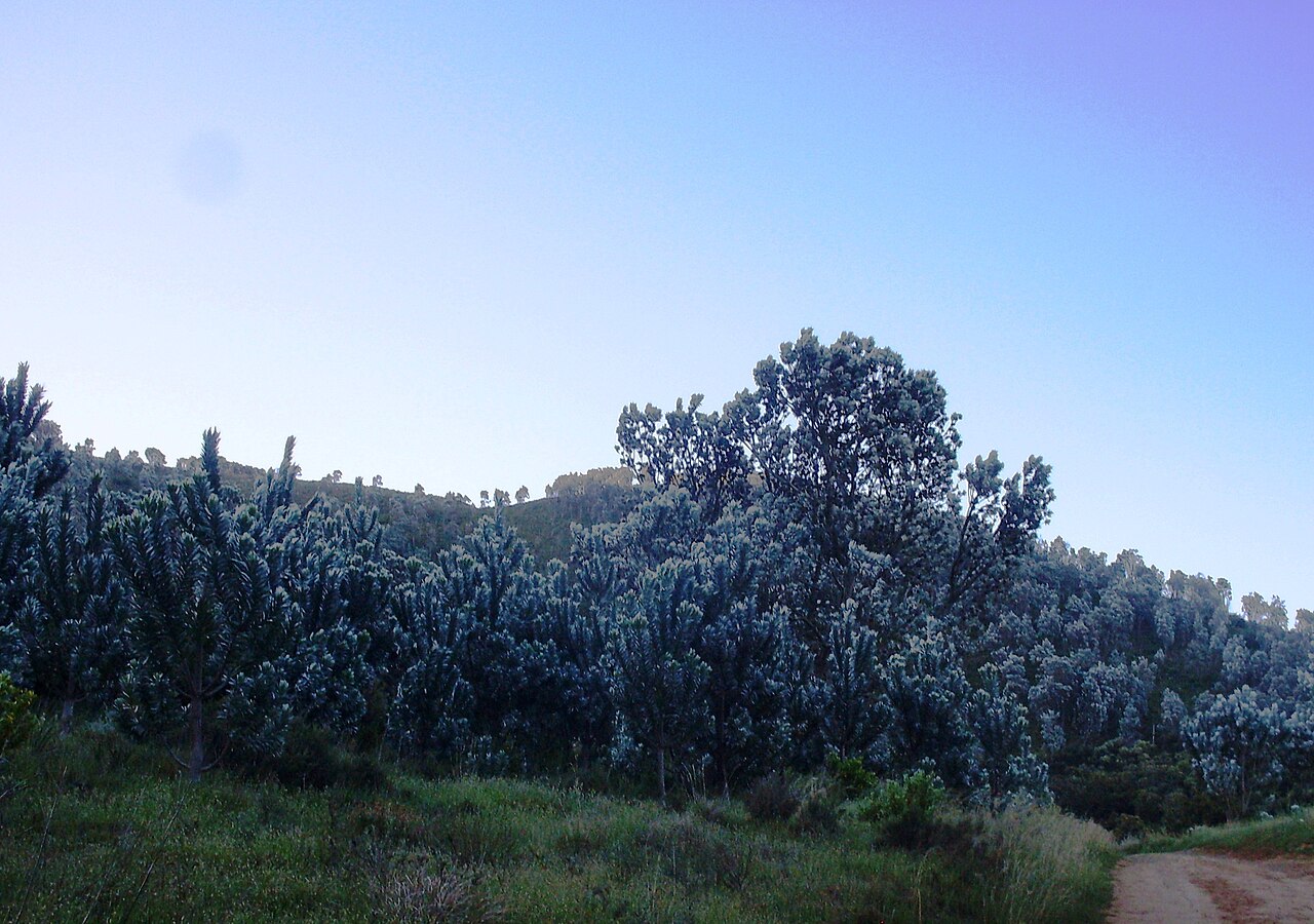 Silver tree: Silvertree forest in Cape Town.