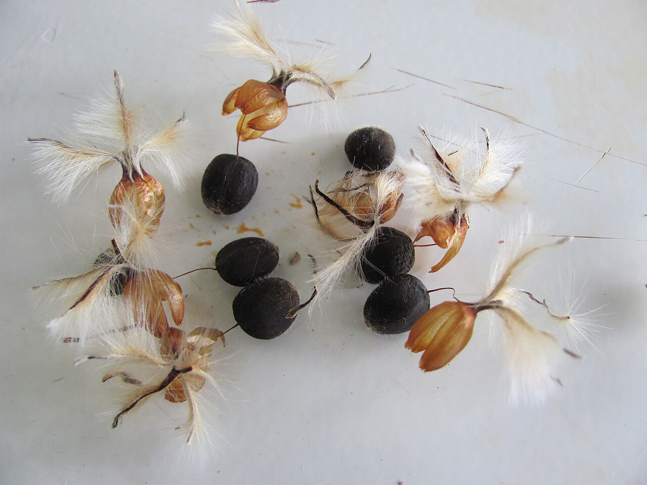 Silver tree: Seeds of the Leucadendron argenteum tree. Cape Town.