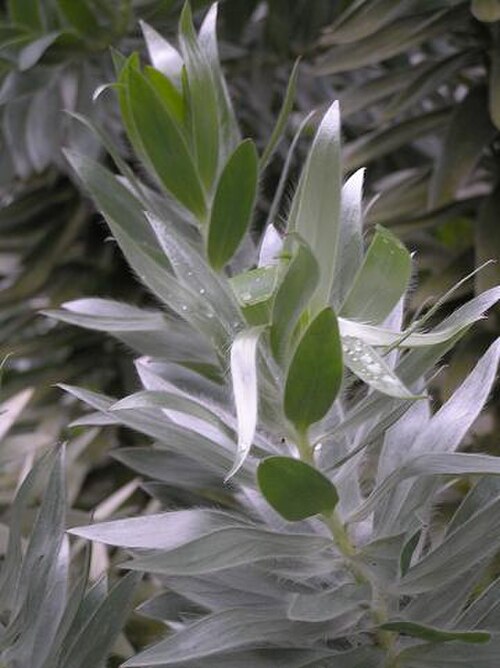 Silver tree (Leucadendron argenteum)