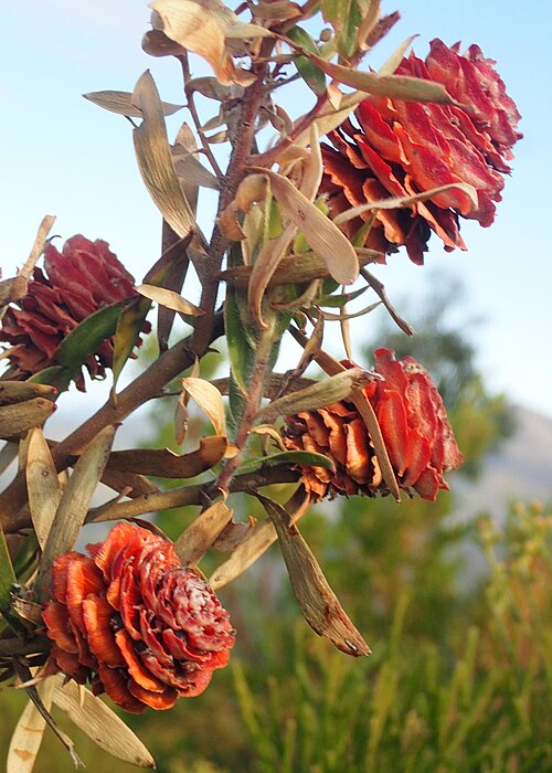 Garden route conebush: Garden Route Conebush