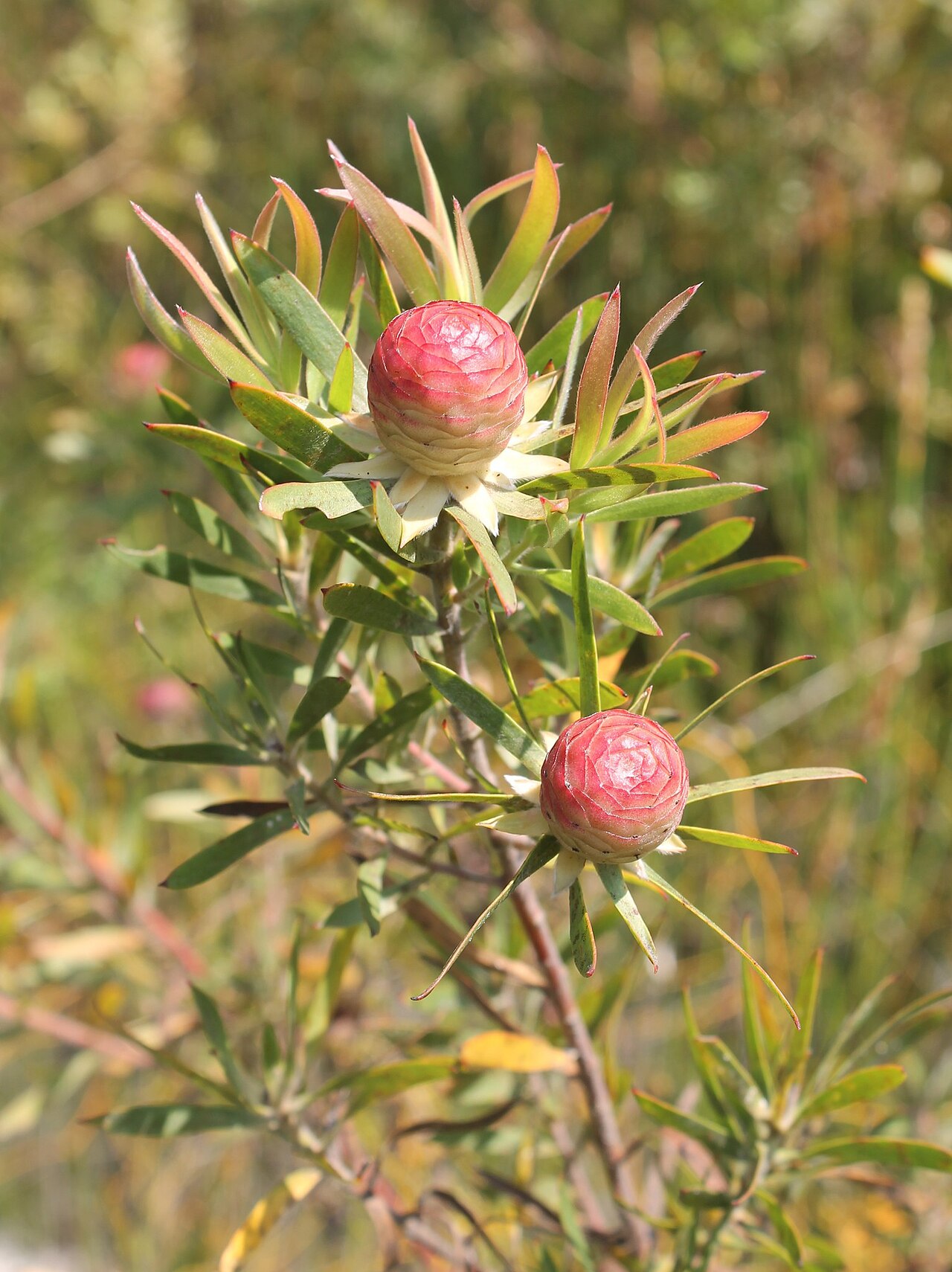 Garden route conebush: Garden Route Conebush