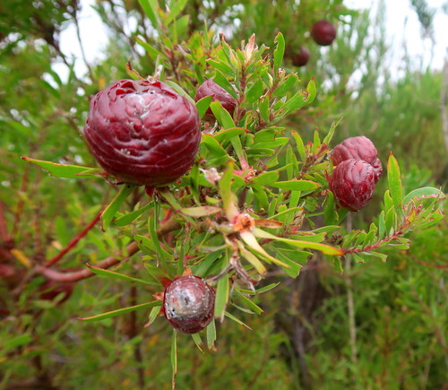 Garden route conebush (Leucadendron conicum)