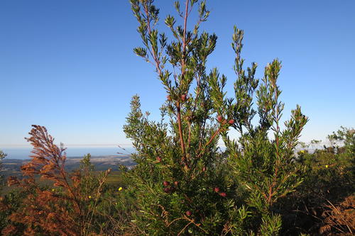 Garden route conebush (Leucadendron conicum)