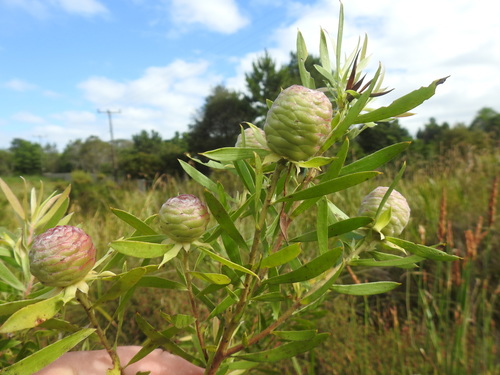 Garden route conebush (Leucadendron conicum)