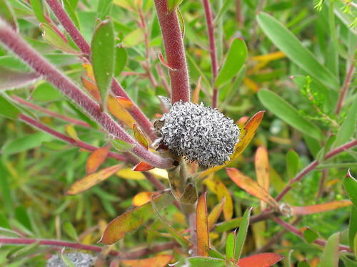 Garden route conebush (Leucadendron conicum)