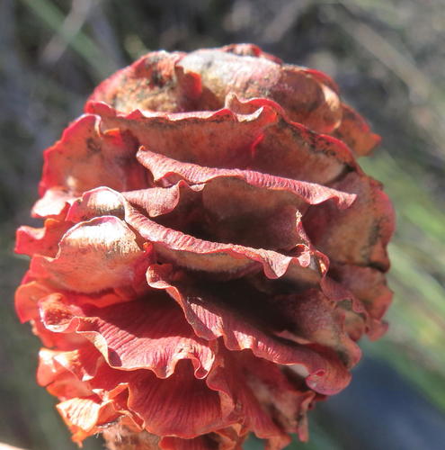 Garden route conebush (Leucadendron conicum)