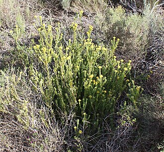 Rosette conebush: Rosette Conebush