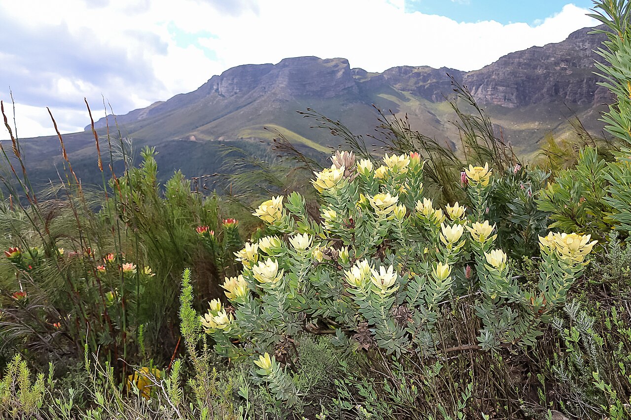 Du Toit's kloof conebush: Ivory Sunbush
