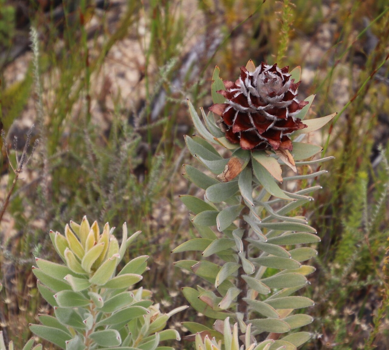 Du Toit's kloof conebush: Ivory Sunbush