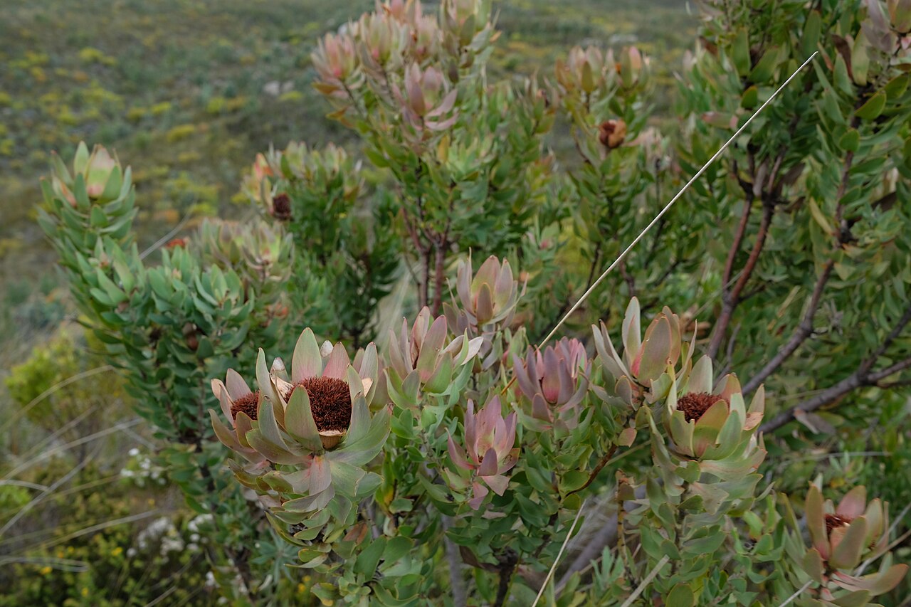 Du Toit's kloof conebush: Ivory Sunbush