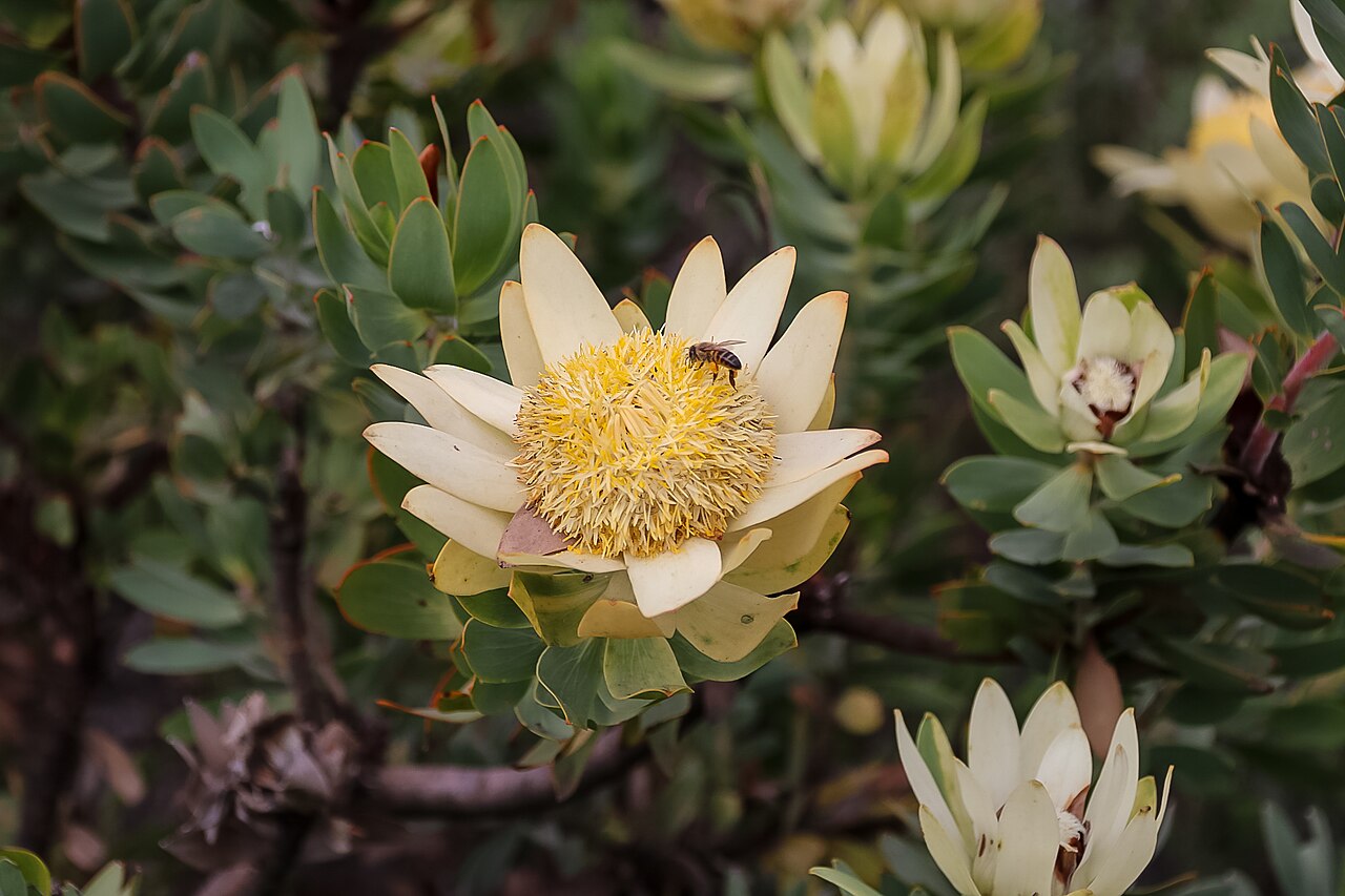 Du Toit's kloof conebush: Ivory Sunbush