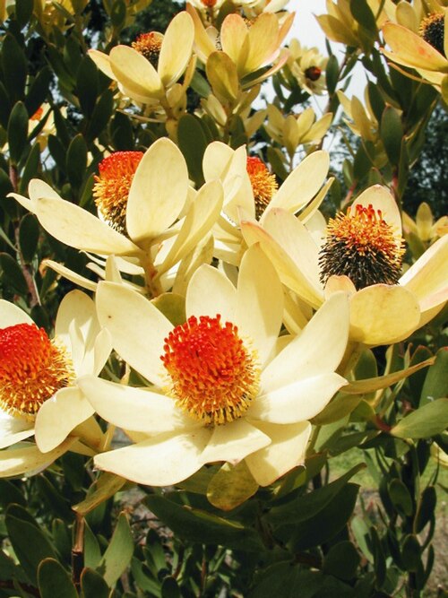 Piketberg conebush: Leucadendron discolor. Cape Province Garden
