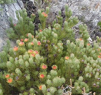 Summit conebush: Summit Conebush