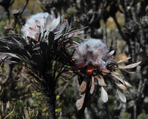 Summit conebush (Leucadendron dregei)