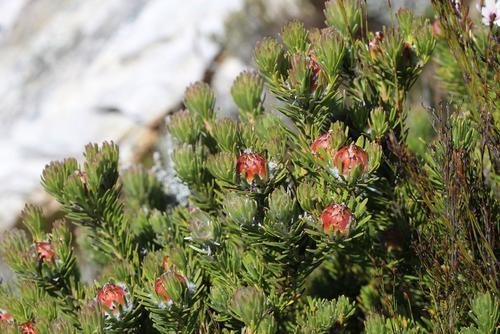 Summit conebush (Leucadendron dregei)