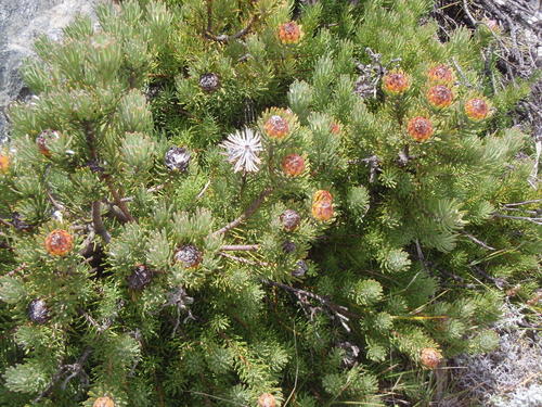 Summit conebush (Leucadendron dregei)