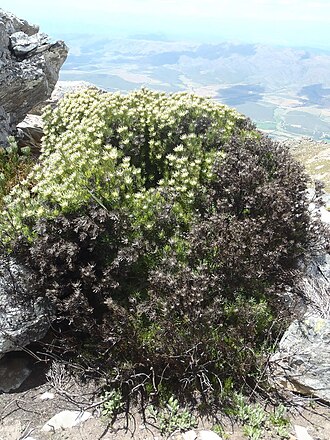 Summit conebush: Summit Conebush