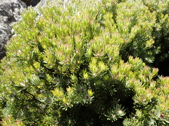 Summit conebush (Leucadendron dregei)