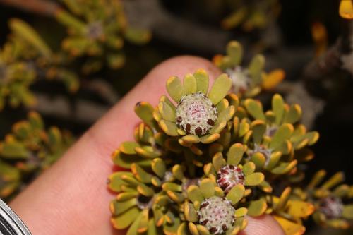 Summit conebush (Leucadendron dregei)