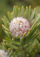 Summit conebush (Leucadendron dregei)
