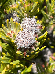 Summit conebush (Leucadendron dregei)