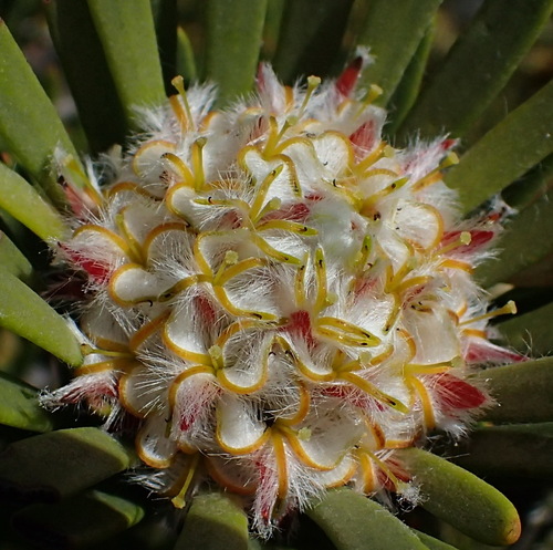 Summit conebush (Leucadendron dregei)