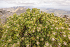 Summit conebush (Leucadendron dregei)