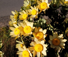 Grabouw conebush (Leucadendron globosum)