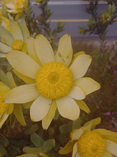 Grabouw conebush (Leucadendron globosum)