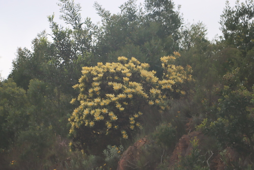 Grabouw conebush (Leucadendron globosum)