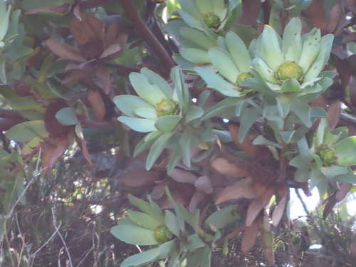 Grabouw conebush (Leucadendron globosum)