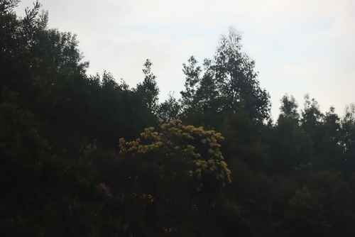 Grabouw conebush (Leucadendron globosum)