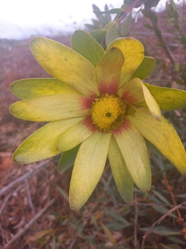 Grabouw conebush (Leucadendron globosum)