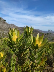 Golden sunshinebush (Leucadendron laureolum)