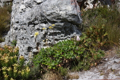 Golden sunshinebush (Leucadendron laureolum)