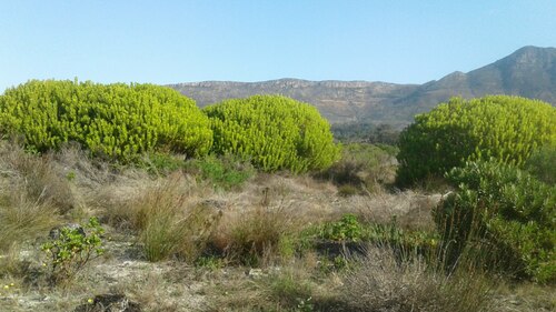 Golden sunshinebush (Leucadendron laureolum)