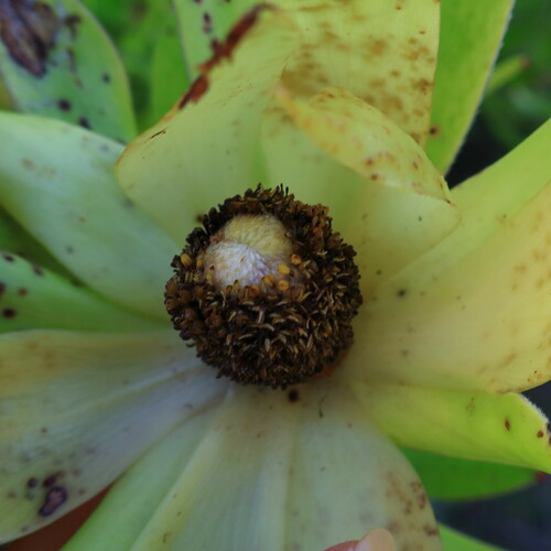 Golden sunshinebush (Leucadendron laureolum)
