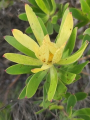 Golden sunshinebush (Leucadendron laureolum)