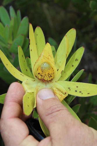 Golden sunshinebush (Leucadendron laureolum)