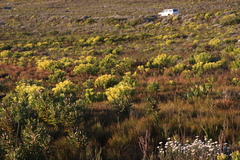 Golden sunshinebush (Leucadendron laureolum)